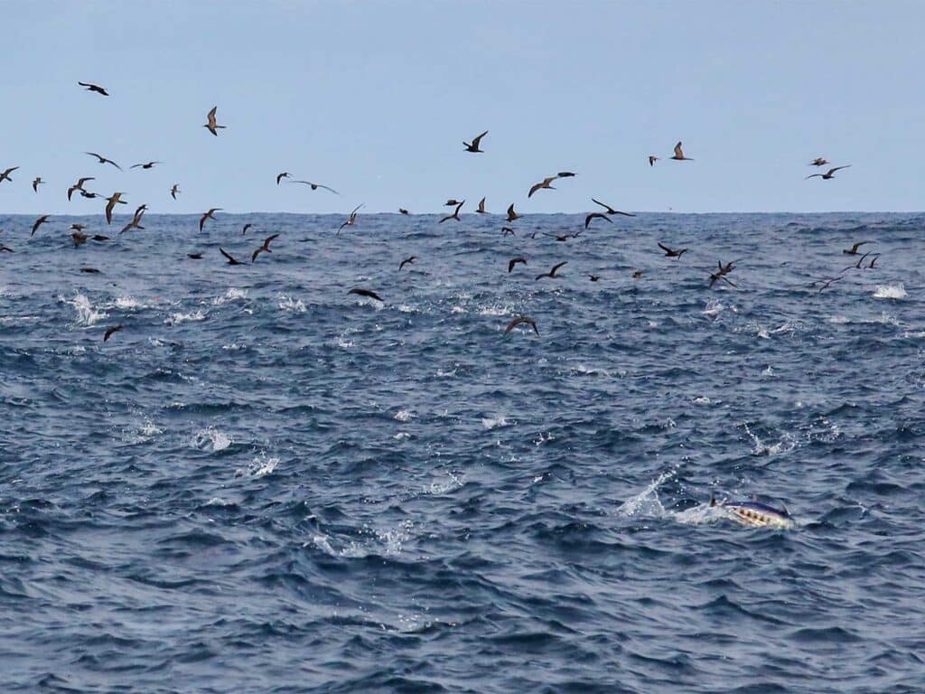 Flocks of sea birds flying over the water.