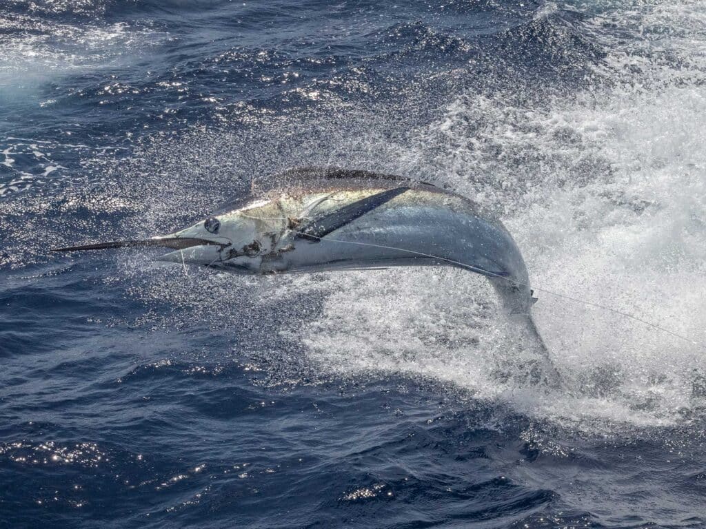 A marlin breaking the surface of the ocean.