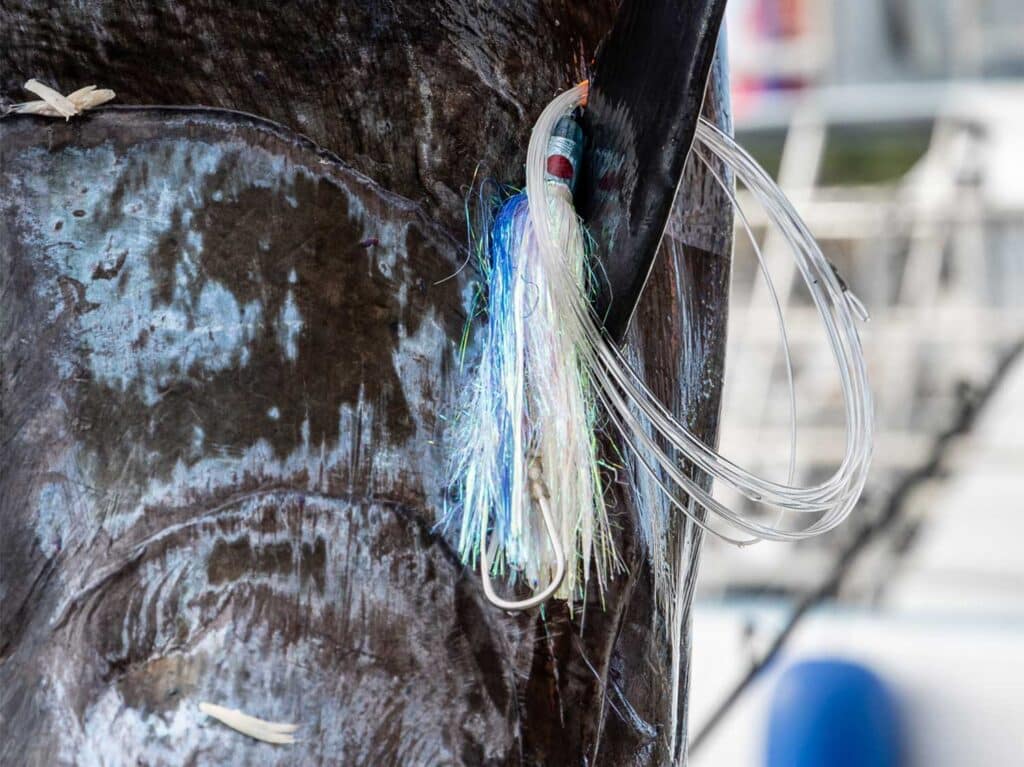 Close up detail of a Marlin Magic bullet lure on a grander marlin.