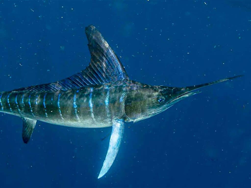 A striped marlin swimming underwater on the leader.