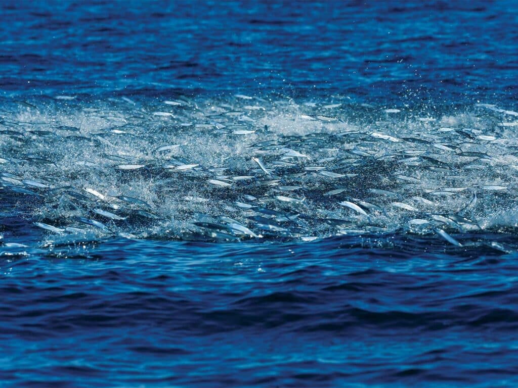 A view of a school of bait fish breaking the surface of the ocean.