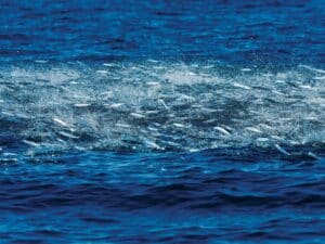 A view of a school of bait fish breaking the surface of the ocean.