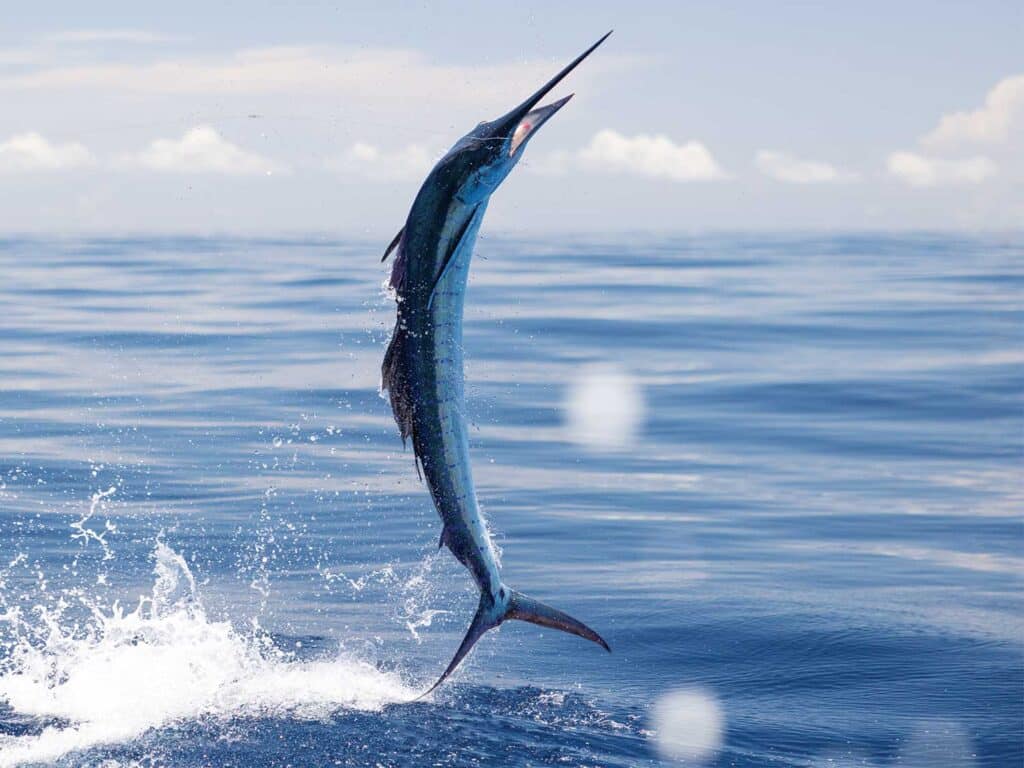 A sailfish breaches the ocean mid-jump.