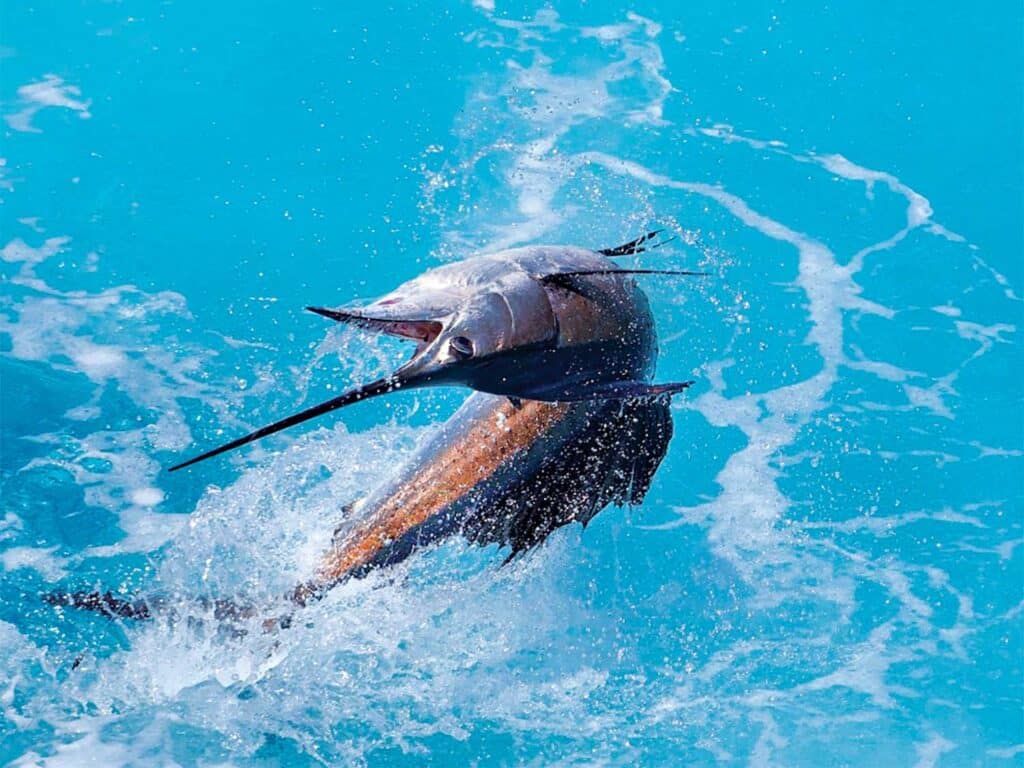 A sailfish mid-jump out of the water.