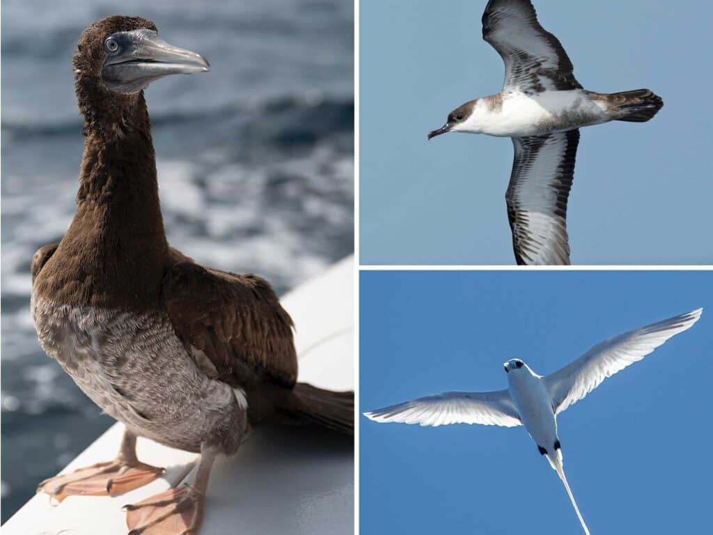 A collage of three species of seabirds.