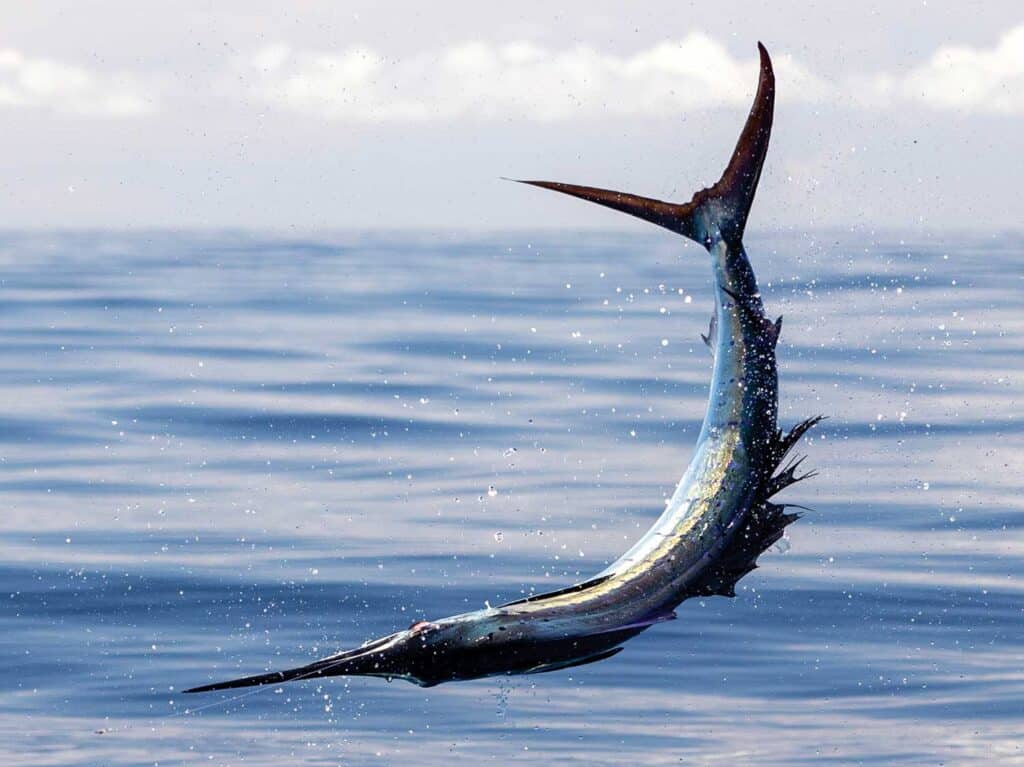 Canvas fish in the middle of the jump from the ocean.