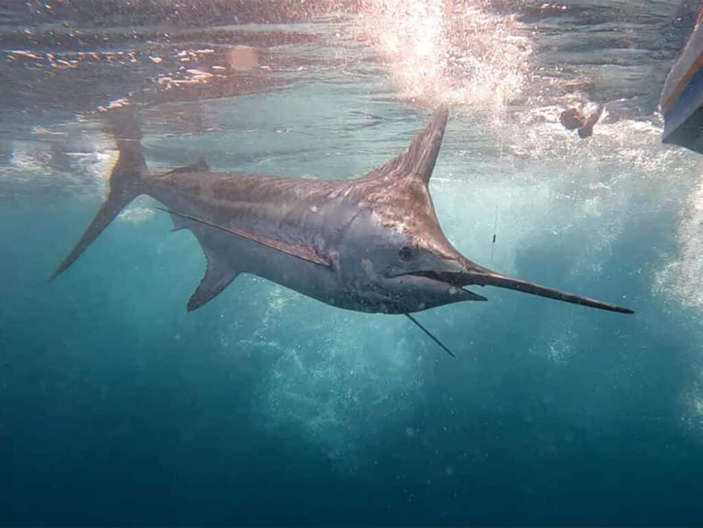 An underwater image of a blue marlin.