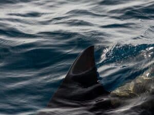 A shark fin breaches the ocean surface.