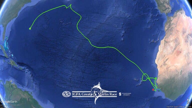 A digital rendering showing a Blue Marlin's migratory path across the Atlantic from the west coast of Africa to the east coast of the US.