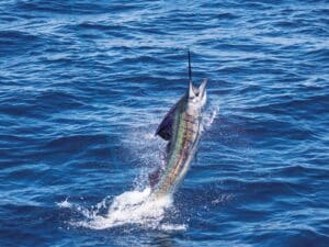 A sailfish breaching the ocean mid-jump.